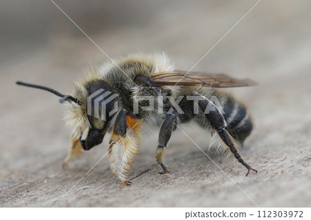 Close-up photo of a male coast leafcutter bee, Megachile Maritima 112303972