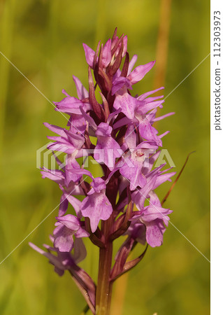 Vertical closeup on the purple flower of a Southern marsh orchid, Dactylorhiza praetermissa against a green background 112303973