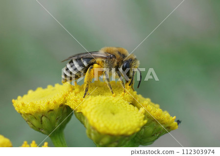 Closeup on a Davies' Cellophan bee, Colletes daviesanus , sitting on a yellow Tansy, Tanacetum vulgare, flower in the garden 112303974