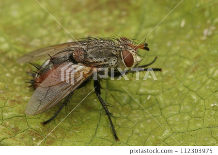 Close up of a rare tachinid fly, Peleteria iavana on green leaf 112303975