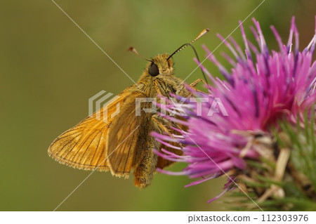 Colorful closeup of a European large skipper butterfly, Ochlodes sylvanusn on a pink Centaurea flower 112303976