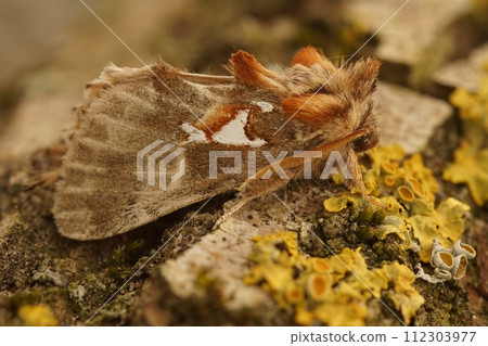 Closeup on the colorful brown Argentine moth, Spatalia argentina in Gard, France Closeup on the colorful brown Argentine moth, Spatalia argentina in Gard, France 112303977
