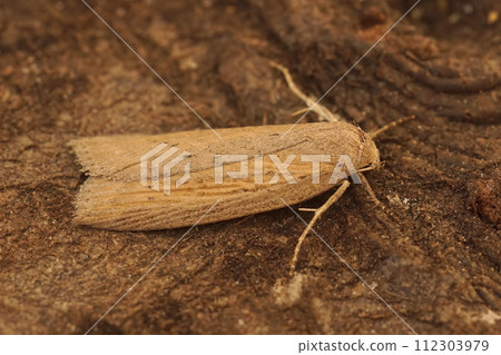 Closeup on a Silky wainscot owlet moth, Chilodes maritima, sitting on wood Closeup on a Silky wainscot owlet moth, Chilodes maritima, sitting on wood 112303979
