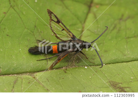 Closeup on a colorful Red-belted Clearwing moth, Synanthedon myopaeformis sitting on a green leaf 112303995