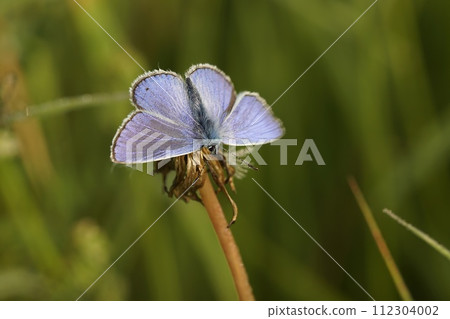 Closeup on a colorful Icarus blue butterfly , Polyommatus icarus sitting with open wings in a meadow Closeup on a colorful Icarus blue butterfly , Polyommatus icarus sitting with open wings in a meadow 112304002