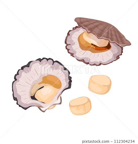 Set of scallop shells, fresh seafood. Set of scallop shells, fresh seafood. 112304234