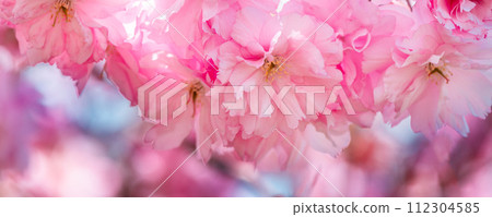 Sakura flowers, cherry blossom 112304585
