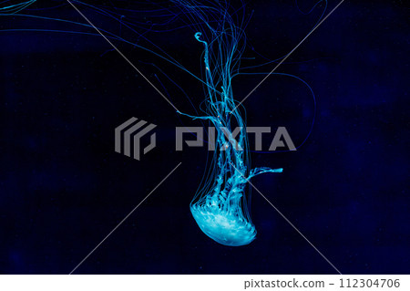 underwater shot of beautiful Chrysaora quinquecirha 112304706