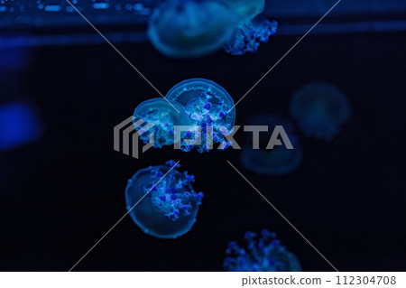 underwater shooting of beautiful Cotylorhiza tuberculata 112304708