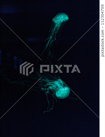 underwater shot of beautiful Chrysaora quinquecirha 112304709