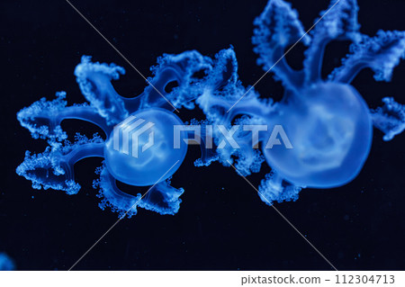 underwater shot of beautiful Marbled Jellyfish / Lychnorhiza Lucerna underwater shot of beautiful Marbled Jellyfish / Lychnorhiza Lucerna 112304713