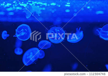 Shooting macro Jellyfish Aurelia Aurita underwater Shooting macro Jellyfish Aurelia Aurita underwater 112304748