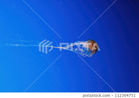 macro photography underwater northern sea nettle or brown jellyfish jellyfish macro photography underwater northern sea nettle or brown jellyfish jellyfish 112304751