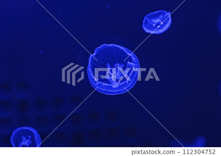 Shooting macro Jellyfish Aurelia Aurita underwater Shooting macro Jellyfish Aurelia Aurita underwater 112304752