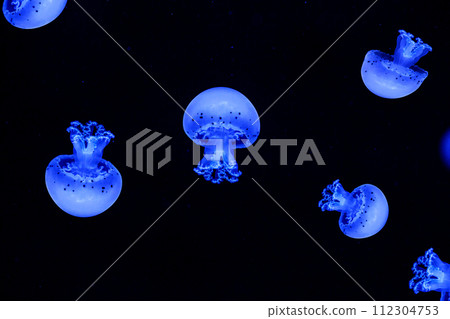 Shooting macro Jellyfish Spotted Lagoon underwater Shooting macro Jellyfish Spotted Lagoon underwater 112304753