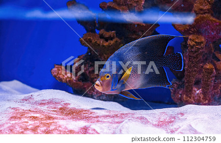 Underwater shot of fish Pomacanthus semicirculatus 112304759