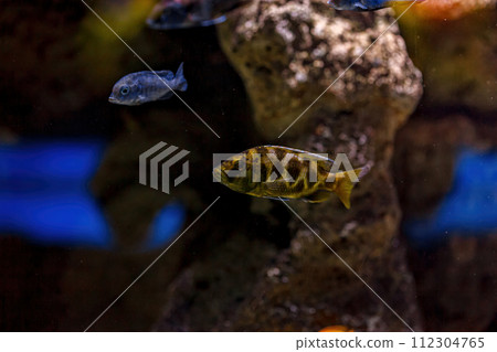 Underwater shot of fish Cichlidae Underwater shot of fish Cichlidae 112304765