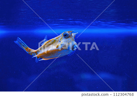 Underwater shot of fish Lactoria cornuta Underwater shot of fish Lactoria cornuta 112304768