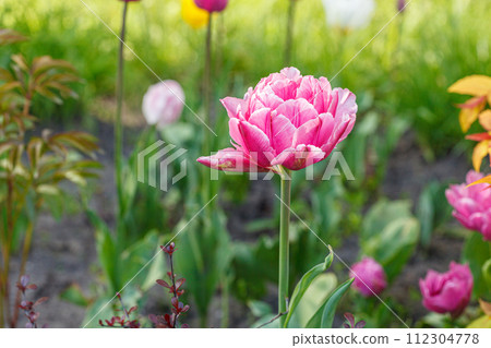tulip bloom, beautiful field of tulips 112304778