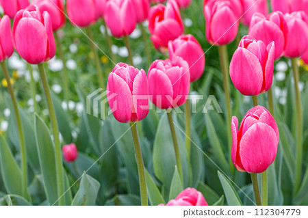 tulip bloom, beautiful field of tulips 112304779