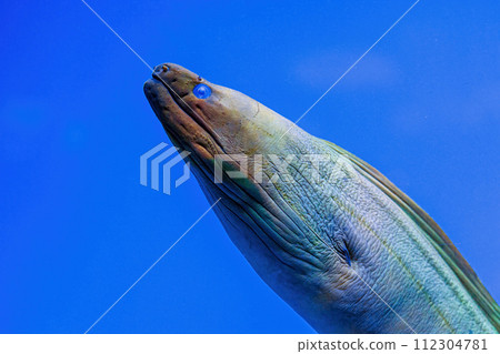 Underwater shot of fish Gymnothorax funebris Underwater shot of fish Gymnothorax funebris 112304781