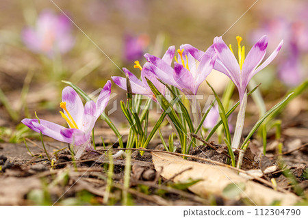Purple beautiful blooming crocuses in spring against the background of grass 112304790
