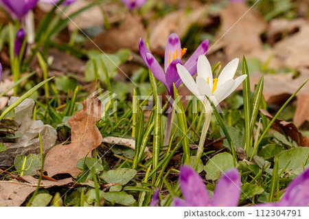 Purple beautiful blooming crocuses in spring against the background of grass Purple beautiful blooming crocuses in spring against the background of grass 112304791