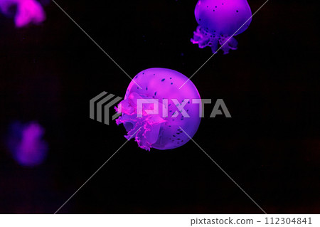 underwater shooting of beautiful cannonball jellyfish underwater shooting of beautiful cannonball jellyfish 112304841