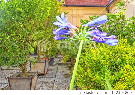 Little garden in urban historic courtyard. Garden style 112304869