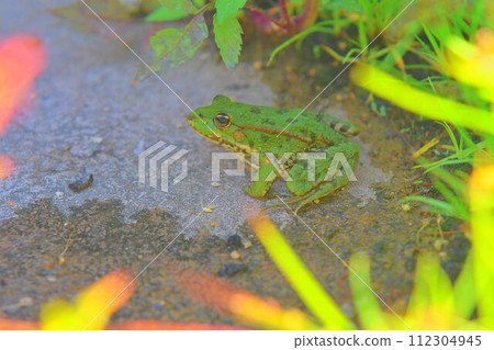 A green edible frog, also known as the Common Water Frog. Adult frog sitting in the grass A green edible frog, also known as the Common Water Frog. Adult frog sitting in the grass 112304945