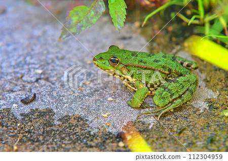 Green water frog Rana lessonae , close up, selective focus on head. Pool frog Pelophylax lessonae in blurred grass 112304959