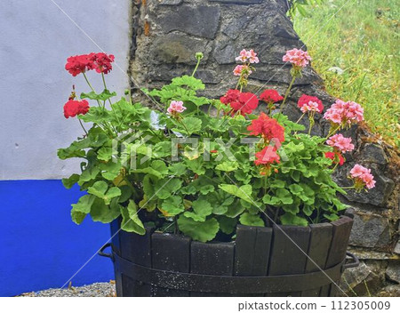 Pelargoniums in old wooden tub. Geranium flowers in vat Pelargoniums in old wooden tub. Geranium flowers in vat 112305009