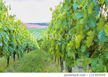 Vineyard. Rows of vineyard at South Moriavia, Czch Republic 112305049