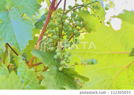 Unripe bunch of grapes. Young cluster of grapes. Close up 112305055