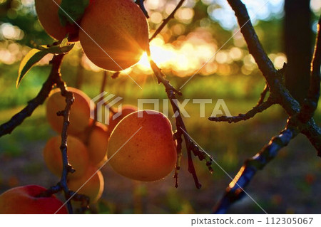 Bright beautiful juicy ripe orange apricots. The concept of the summer harvest, canning. Apricot day. Sunset and apricots 112305067