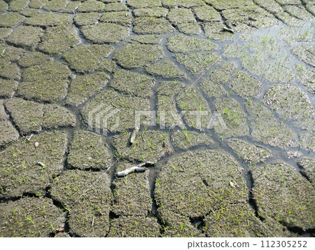 Water moistens cracked farmland 112305252