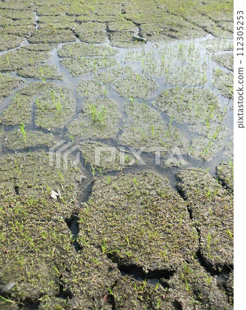 Water moistens cracked farmland Water moistens cracked farmland 112305253