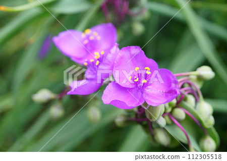 Tradescantia flowers blooming in the morning garden Tradescantia flowers blooming in the morning garden 112305518