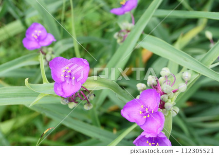 Tradescantia 花在早晨的花園裡綻放 Tradescantia 花在早晨的花園裡綻放 112305521