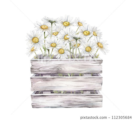 Watercolor bouquet of white blossom flowers chamomile in white gray wooden box. Watercolor daisy in wooden boards with a wood texture and white flowers. Hand drawn illustration isolated on background 112305684