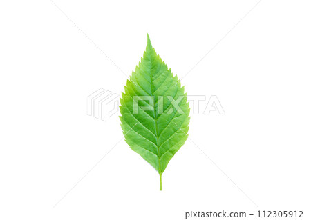 Green leaf Isolated on a white background. with clipping path 112305912