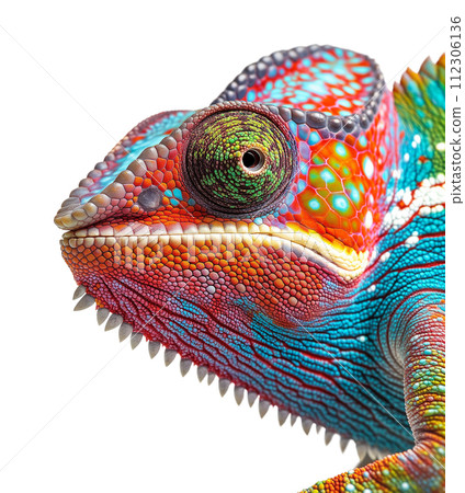 Beautiful Chameleon Isolated on a White Background. Beautiful Chameleon Isolated on a White Background. 112306136