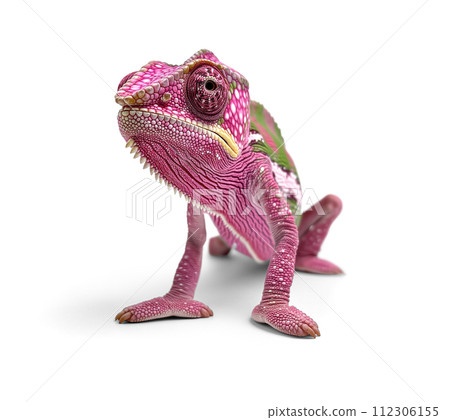 Beautiful Pink Chameleon Isolated on a White Background. Beautiful Pink Chameleon Isolated on a White Background. 112306155