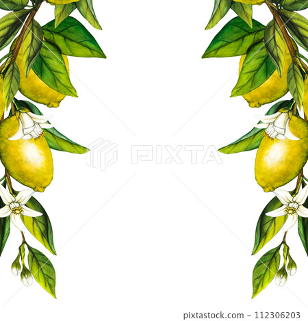Watercolor lemon tree branch with flowers isolated on white background. Hand drawn botanical illustration of yellow citrus fruits. Clipart objects for design 112306203