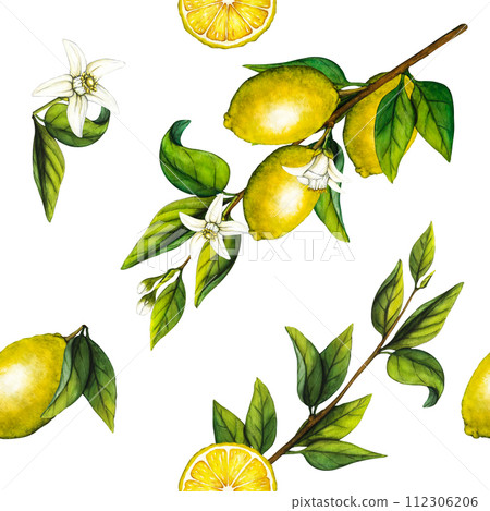 Watercolor seamless pattern lemon tree branch and slice. Hand drawn botanical illustration of yellow citrus fruits isolated on white background. Clipart objects for design and decoration Watercolor seamless pattern lemon tree branch and slice. Hand drawn botanical illustration of yellow citrus fruits isolated on white background. Clipart objects for design and decoration 112306206