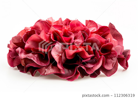 Lollo Rosso lettuce isolated on white background. Fresh green salad leaves from garden 112306319