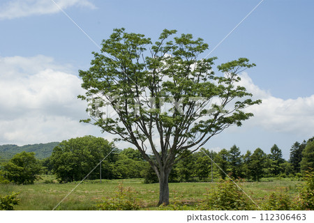 One big tree, the yellowfin tree One big tree, the yellowfin tree 112306463