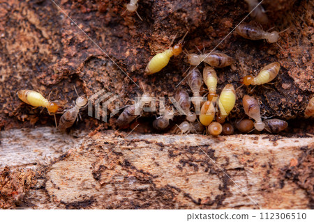 Termites eat wooden planks. Damage of a wooden house from termites. 112306510