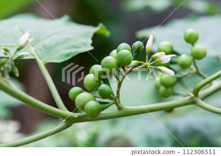 Pea Eggplant, Turkey berry on the branch Pea Eggplant, Turkey berry on the branch 112306511
