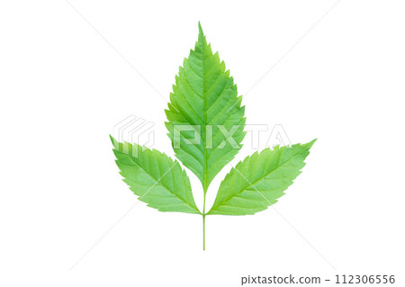 Green leaf Isolated on a white background. with clipping path 112306556